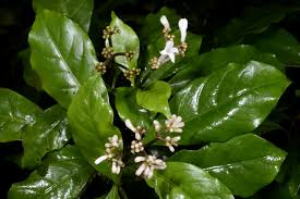 Image result for Chassalia parvifolia