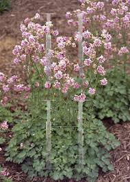 Image result for Aquilegia vulgaris Tower Mix