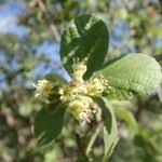 Image result for Cordia monoica