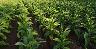 Maybe you would like to learn more about one of these? Nicotiana Flowering Tobacco Is Incredibly Beautiful And Easy To Grow Garden And Happy