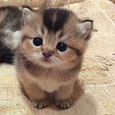 Pendapat peribadi kami, memang kurang sesuai si sarimah ibrahim nie pakai macam nie. Gambar Anak Kucing Comel Dan Gebu