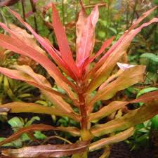 Image result for Ammannia aegyptiaca