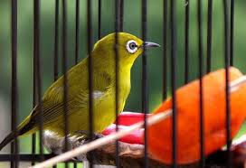Maybe you would like to learn more about one of these? Semua Macam Jenis Burung Pleci Lengkap Dengan Gambar Budidaya Burung Pleci