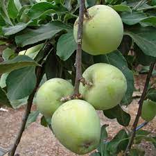 Some varieties of apple or cherry trees will also thrive but be sure that you choose the right type before buying. Low Chill Fruit Trees Perfect For Las Vegas