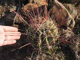 They look even more formidable at the larger sizes. Notes From South Of The Border April 2015