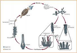 Siklus Hidup Lumut Briofita Info Pendidikan Dan Biologi