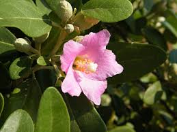 Image result for Lagunaria patersonia