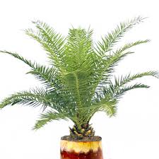 Image result for Phoenix canariensis