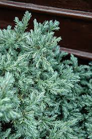 Check spelling or type a new query. Baby Blue Sawara Cypress Trees For Sale The Tree Center