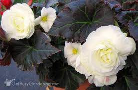 Overwintering Begonias Tuberous Begonias Winter Guide Tips Tuberous Begonia Overwintering Begonia