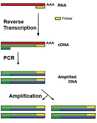 Difference Between Pcr And Rt Pcr Definition Process Application In 2020 Functional Analysis Dna Synthesis Gene Expression