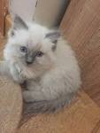 ragdoll kittens for sale