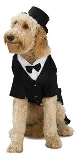See more ideas about goldendoodle, mini goldendoodle, doodle dog. Dog Top Hat Pet Costume Center