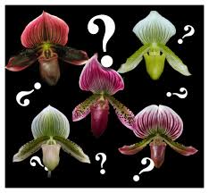 Image result for Paphiopedilum