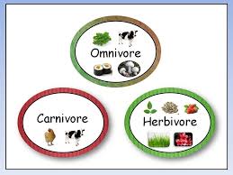Omnivore Carnivore Herbivore Youtube