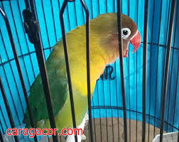 Khusus untuk racikan pakan lovebird konslet jamu yang satu ini membutuhkan cukup banyak bahan lain, seperti kunyit, kencur, madu, dan kuning telur. Racikan Pakan Lovebird Konslet Mangap Tentang Kolam Kandang Ternak