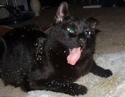 Kedi Nanesi Nedir Ne Ise Yarar Suzionline