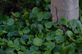 Image result for Centella asiatica