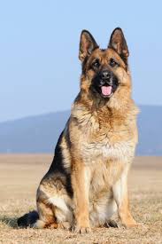 What is dog in jerman? German Sheep Dogs Off 55 Www Usushimd Com