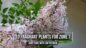 The abundant, fragrant flowers bloom in spring and last for about two weeks, and because they are so large, they may require support in order to avoid flopping. 10 Fragrant Plants For Zone 7 Youtube