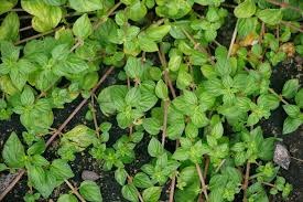 Image result for Pouzolzia parasitica