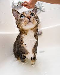 Curaseb antifungal & antibacterial chlorhexidine shampoo is designed to treat conditions such as ringworm. Ringworm In Cats Vca Animal Hospital
