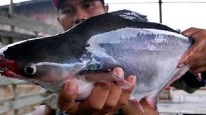 Jenis umpan ikan patin ada beragam mulai dari yang mentah sampai racikan, berikut beberapa ikan patin yang memiliki nama latin pangasius hypophthalmus ini cukup terkenal di seluruh dunia. Makan Ikan Patin Bisa Kurangi Asupan Kolesterol Tribunnews Com Mobile