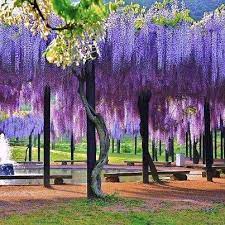 Account Suspended Wisteria Tree Beautiful Gardens Dream Garden