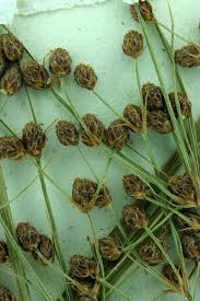 Image result for Fimbristylis quinquangularis