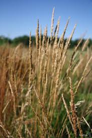 Image result for Koeleria