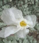 Image result for Catophractes alexandri