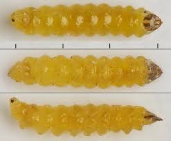 Image result for Stigmella roborella