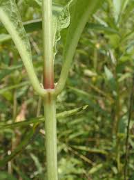 Image result for Pycreus mortonii