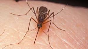 È›anÈ›arii Fac Ravagii Avertisment Dur De La Ministerul SÄƒnÄƒtÄƒÈ›ii Ce Persoane Sunt Afectate De West Nile Capital