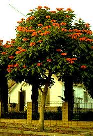 Image result for Spathodea