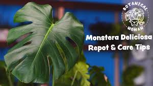 Monstera Deliciosa Tips For Yellowing Drooping Curling Repot With Me Youtube