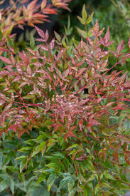 Heavenly Bamboo Obsession Sunset Dwarf Plants Evergreen Shrubs Small White Flowers