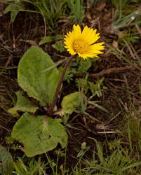 Image result for Haplocarpha