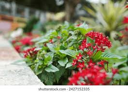 Image result for Rhodopentas