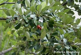 Image result for Manilkara kauki