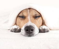 Our 24 hour staff provides overnight care for your pup. What Does In Home Dog Boarding Entail Muddy Paws