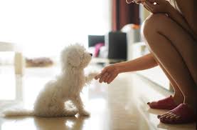 I'm not what you call an expert dog grooming expert or somewhat experienced as such, but i do know a fair bit of how to care for dogs with white, and fluffy dog coat. 5 Small White Dog Breeds That Make Great Pets Bechewy