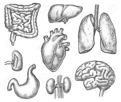 There are many organs involved in digesting food, but don't let this intimidate you!. Set Of Isolated Internal Human Organ Sketch Digestive System Royalty Free Cliparts Vectors And Stock Illustration Image 149170183