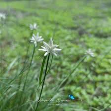 Image result for Cyperus niveus