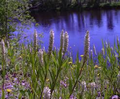 Image result for Polygala senensis