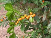 Image result for Carpolobia