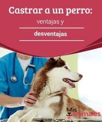 Castrar A Un Perro Ventajas Y Desventajas My Animals Perros Adiestramiento Perros Mascotas