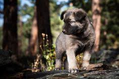 Super cute 5 week old auggie puppies male. 380 Dogs 3 Ideas In 2021 Dogs American Alsatian Alsatian