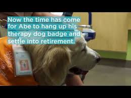 If you are looking to find a golden retriever puppy or researching the breed, you have come to the right place. Seattle Children S Longest Working Therapy Dog Bids Furwell