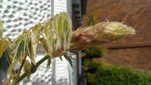Eileen Garden Landscapes The Pause Today Wisteria 5 Rules For Success